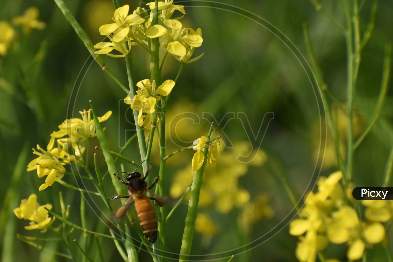 Honey Bee In A Mustard Field With Green Background