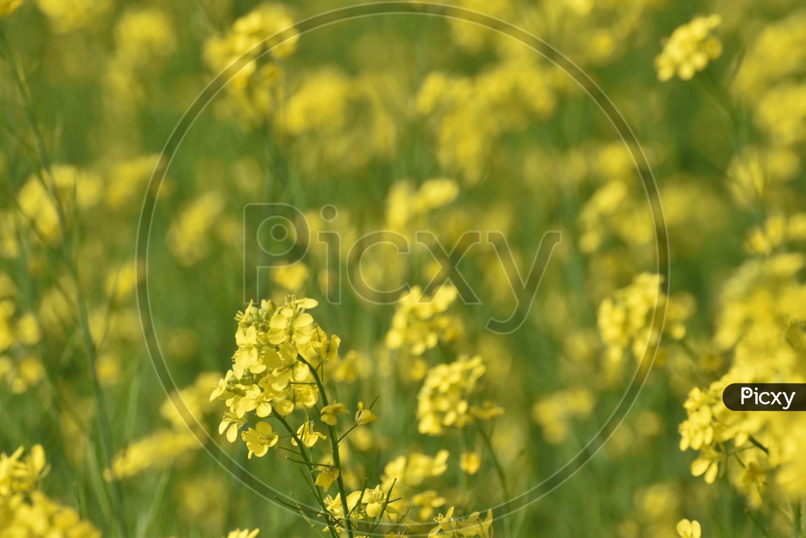 Mustard Flower Field In India In Full Blooming