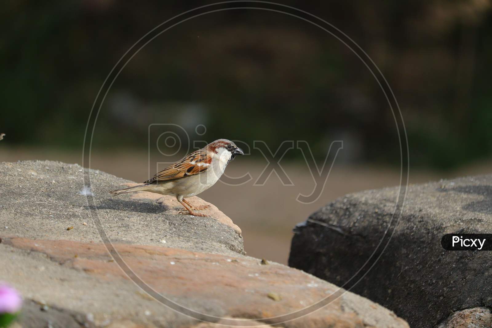 sparrow bird sitting on human's made rock