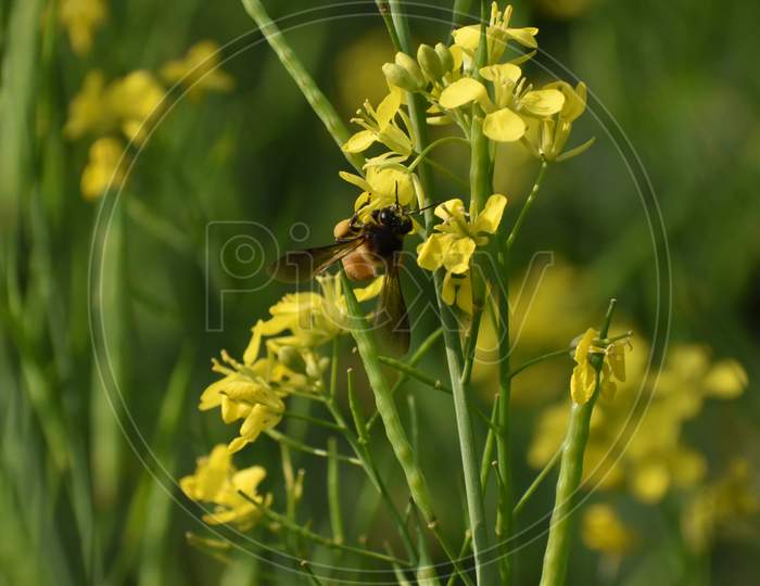 Selective Focus Of Yellow Mustard Flowers With A Bee Sitting On Green Colored Mustard Plant