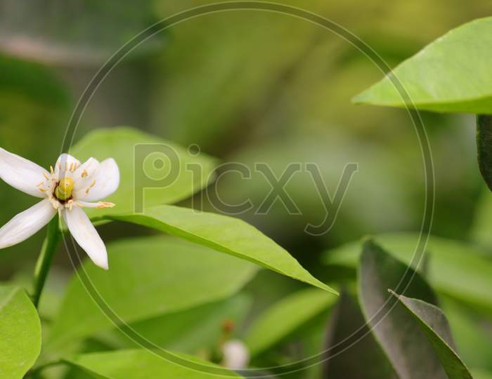 A white lemon flower blooming in garden