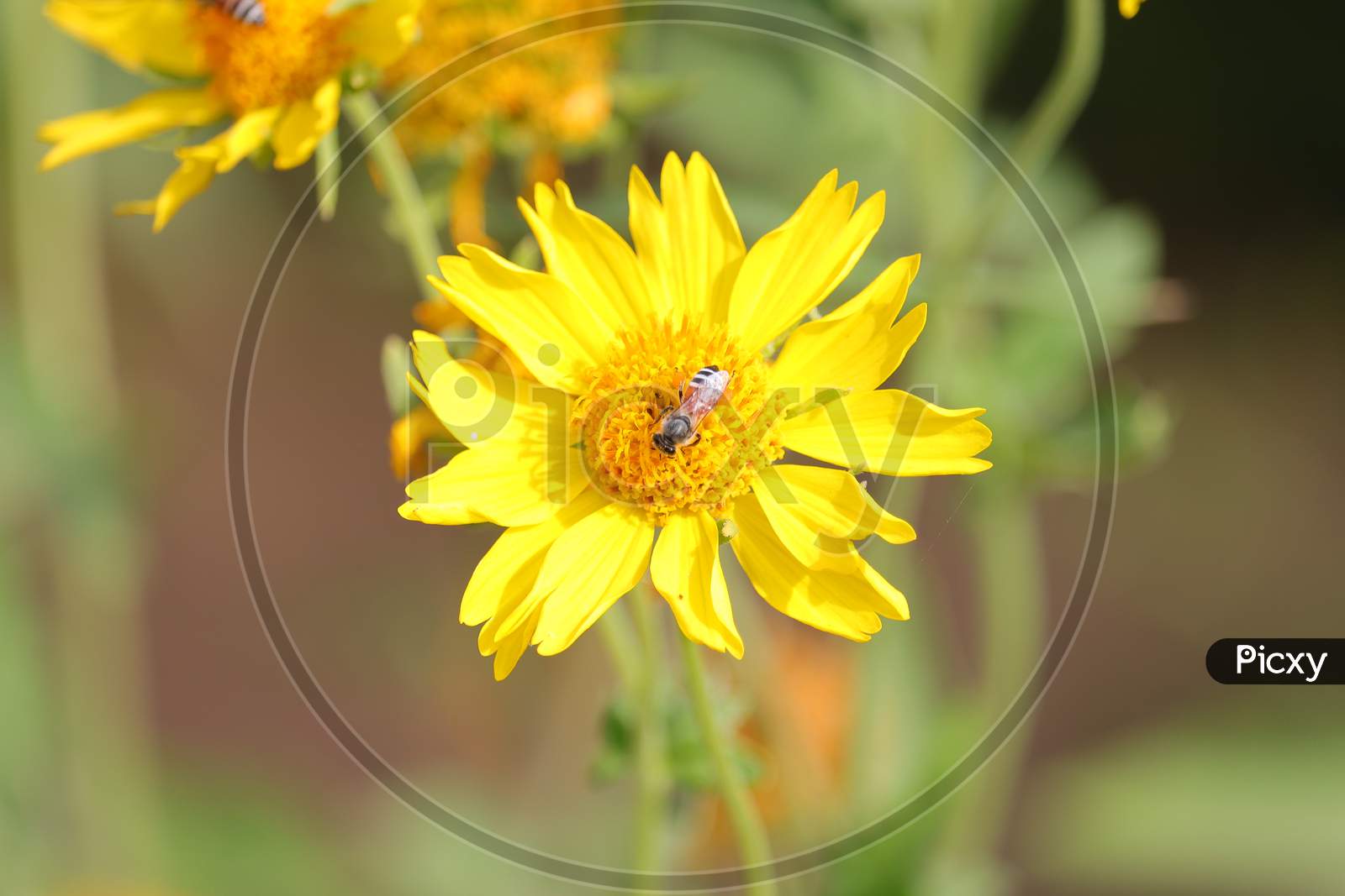 honeybee  pollinating a yellow wild flower in garden
