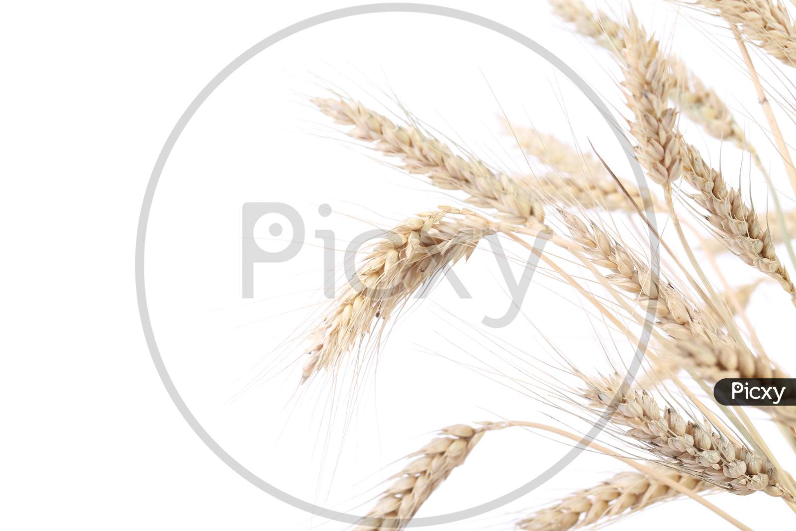 Ears Of Wheat. Isolated On A White Background.