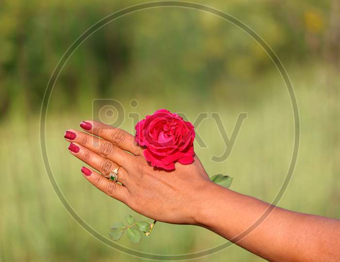 red rose holding on female hand with red nails polished on her fingers