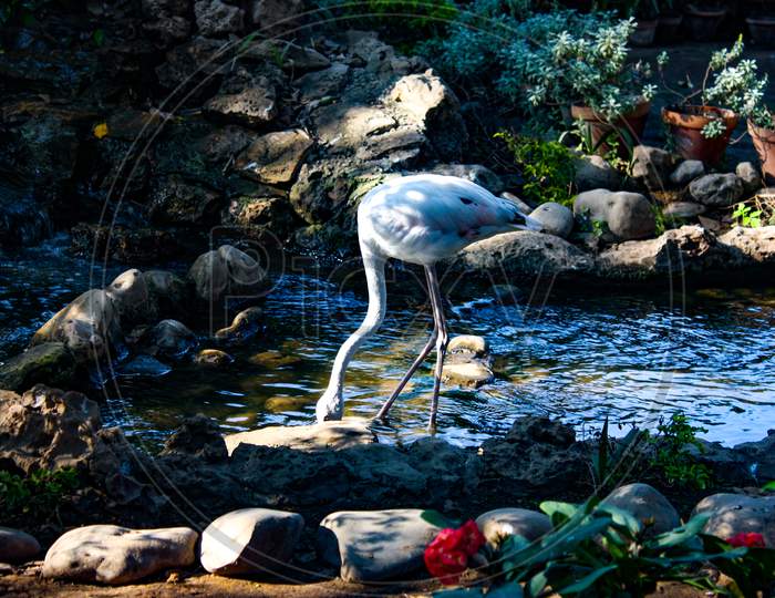 A White Flamingo while drinking water