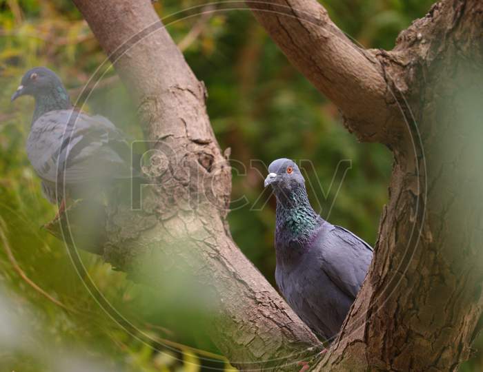 a pigeon sitting on branch of neem tree with selective focus points