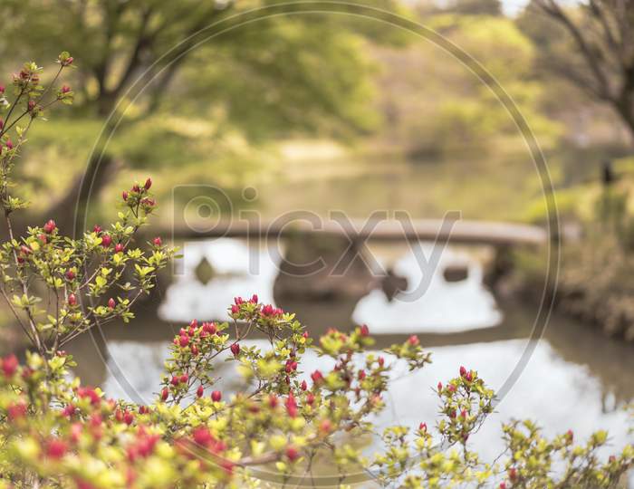 Japanese Togetsu Stone Bridge With Red Flowers Bokeh On The Pond Of Rikugien Park In Bunkyo District, North Of Tokyo. The Park Was Created At The Beginning Of The 18Th Century.