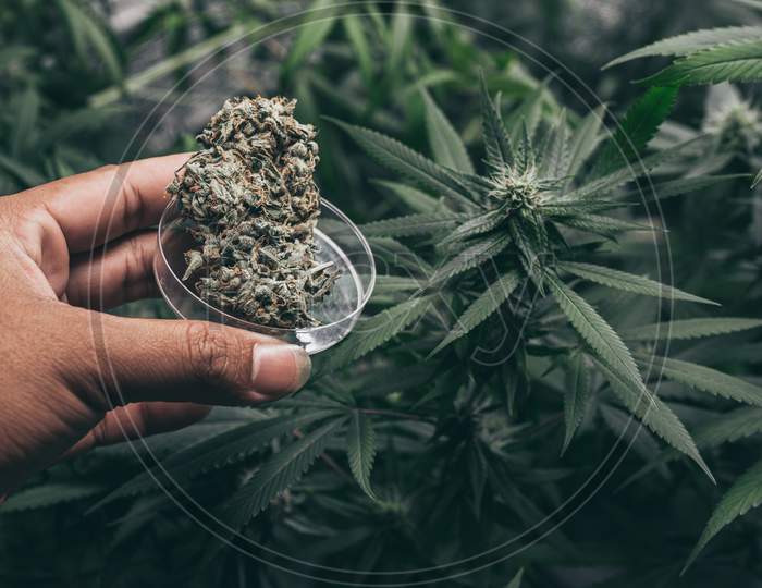 Growing Cannabis Indoors, Hemp Cultivation Technique. Growing Pot In Groutent. Vegetative Stage Of Marijuana Growth. Medical Marijuana. Background Of Cannabis Leaves. A Large Amount Of Marijuana.