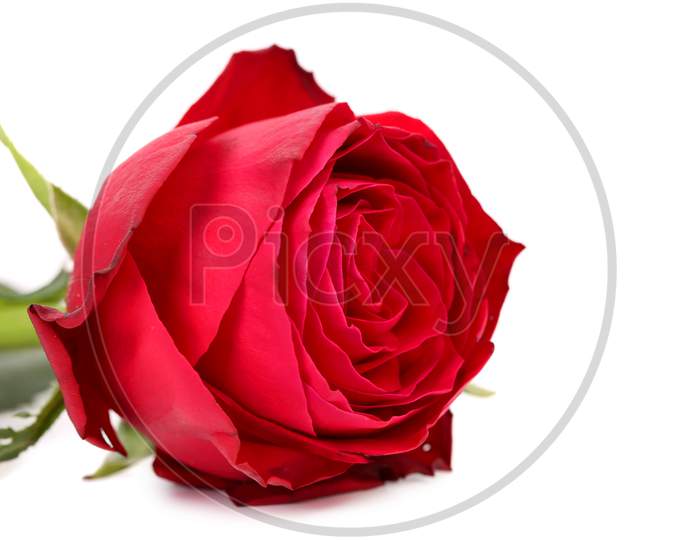 Gentle Red Rose Flower. Isolated On A White Background.