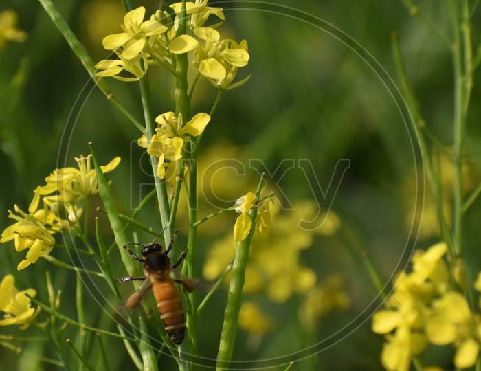 Honey Bee In A Mustard Field With Green Background