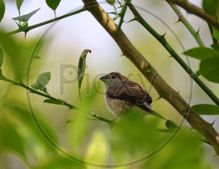 robin bird resting on green environment