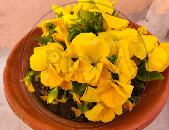 Yellow Flowers Collected in a Bowl