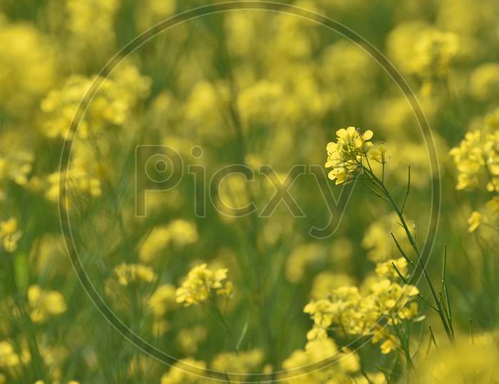 Mustard Flower And Plant In A Field In India With Selective Focus