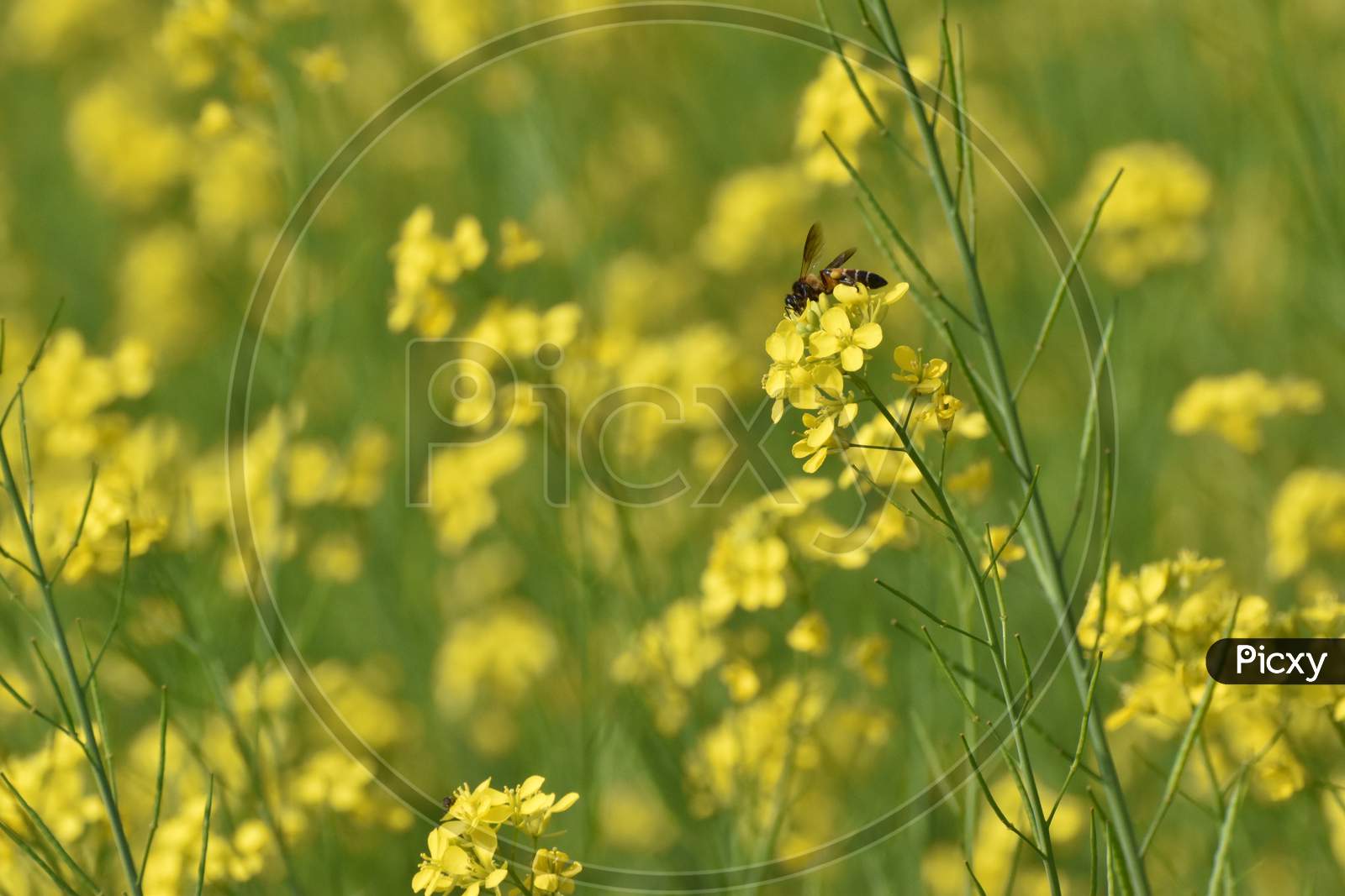 Honey Bee Sitting On A Mustard Flower With A Beautiful Background