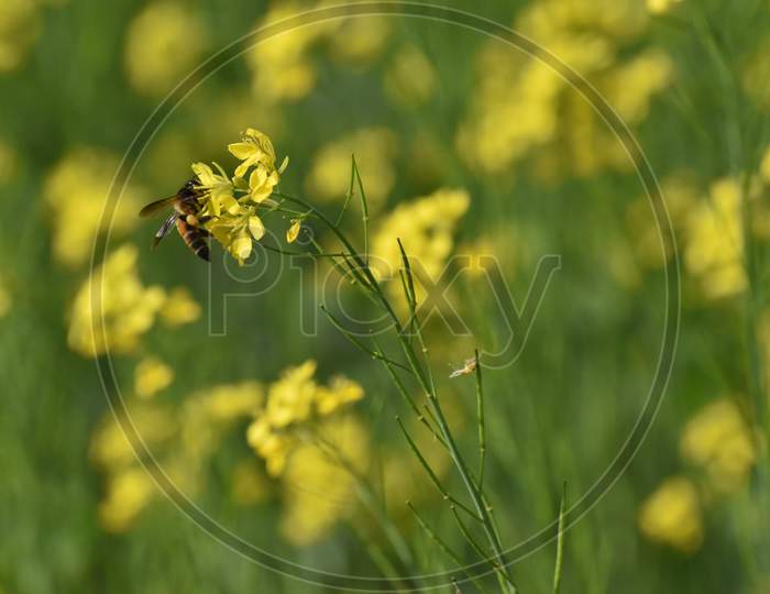 Closeup View Of Mustard Yellow Flowers Blooming In Field With A Bee Sitting On It
