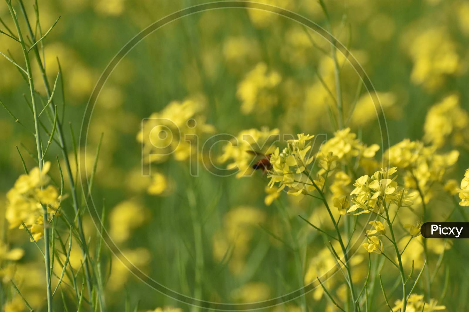 Selective Focus On Mustard Flower In A Mustard Field