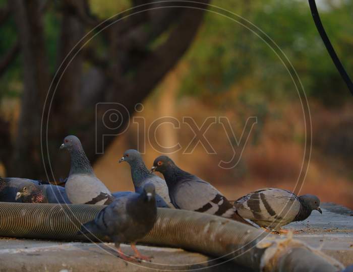 pigeons group close to water pipe