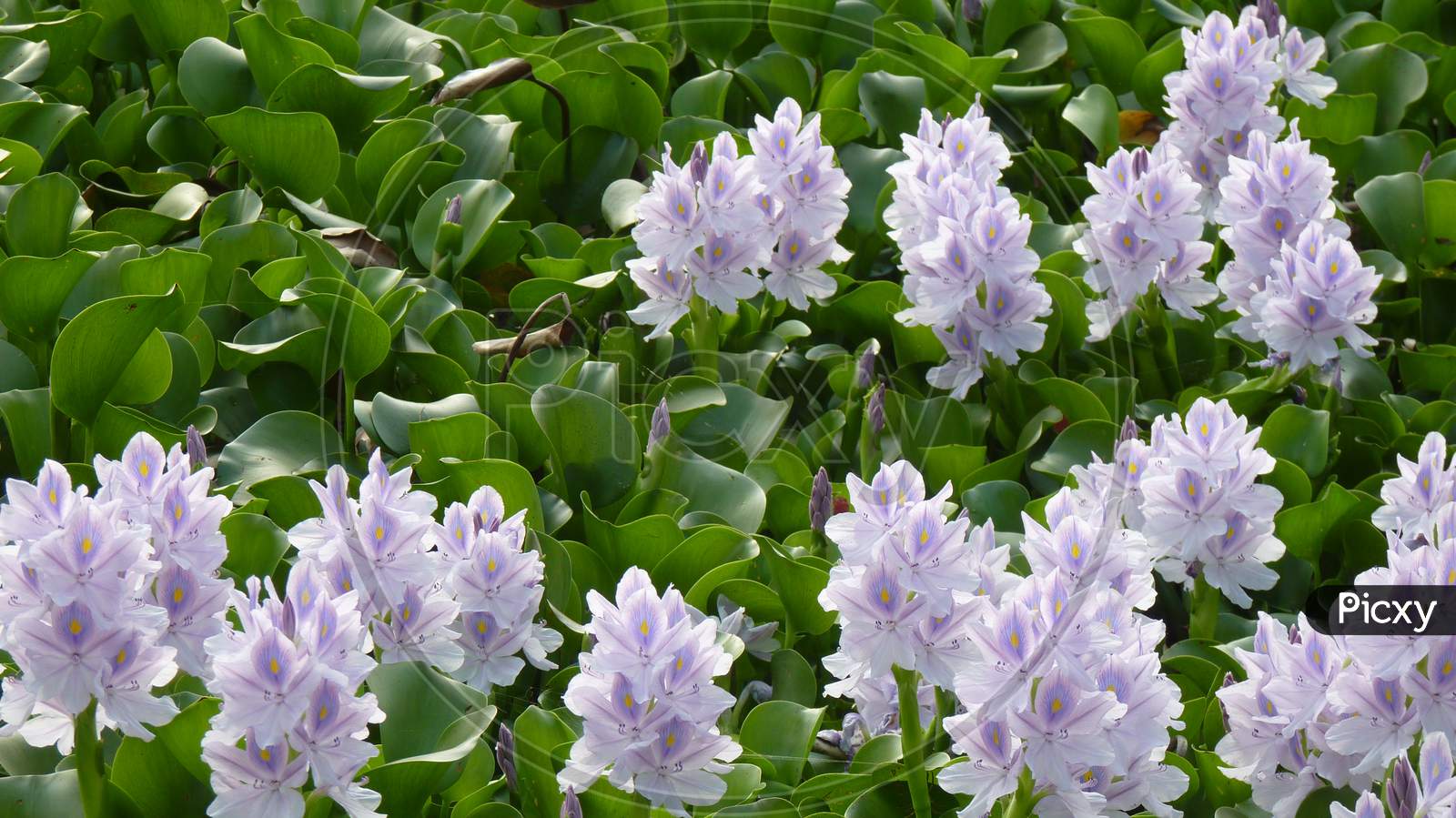 Water Hyacinth