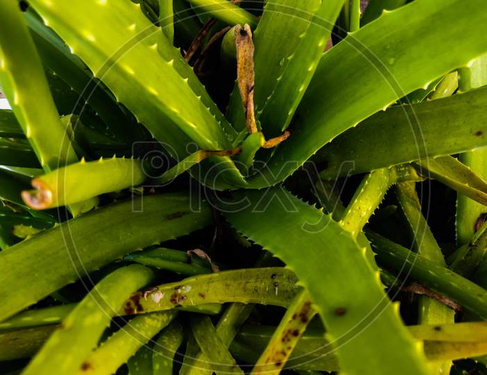 Alovera Plant Stems Closeup Forming a Background