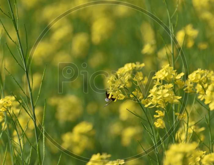 Selective Focus On A Honey Bee From Back, Sitting On Mustard Flower