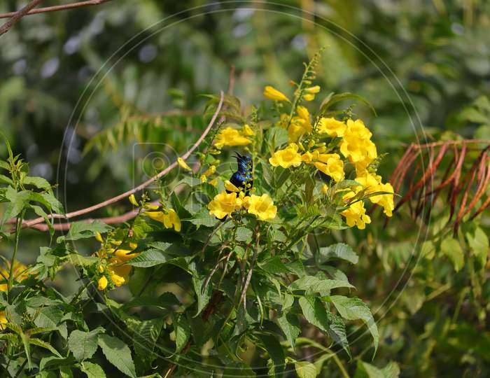 hummingbird  singing songs on branch of yellow flower
