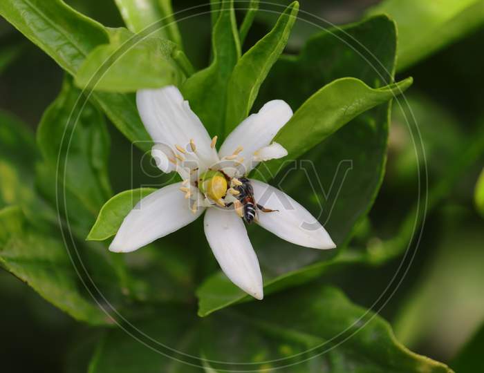 white lemon flower with honeybee gathering pollen