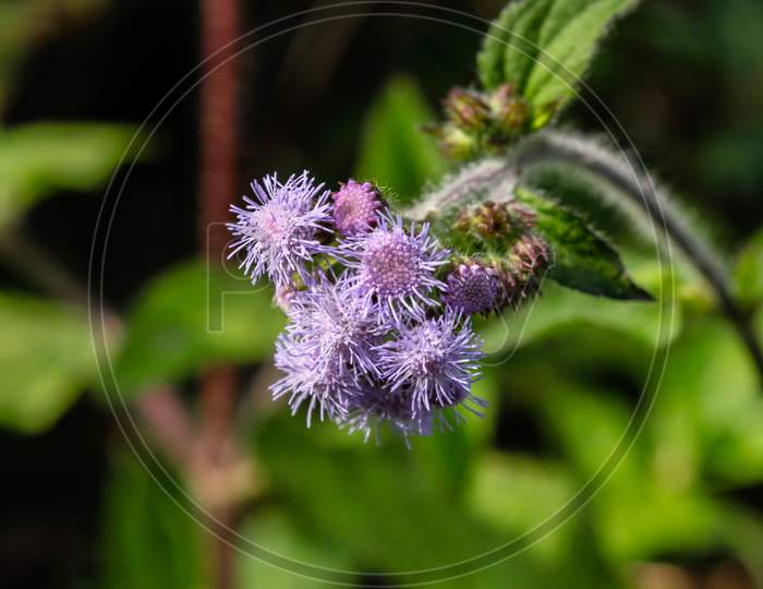 a lavender wild flower