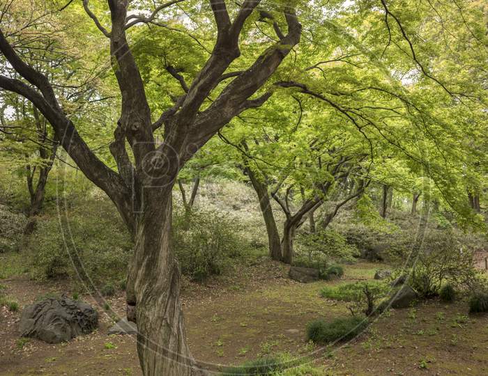 Twisted Trunk Of A Maple With Bright Green Foliage Of The Rikugien Park Garden In Bunkyo District, North Of Tokyo. The Park Was Created At The Beginning Of The 18Th Century.