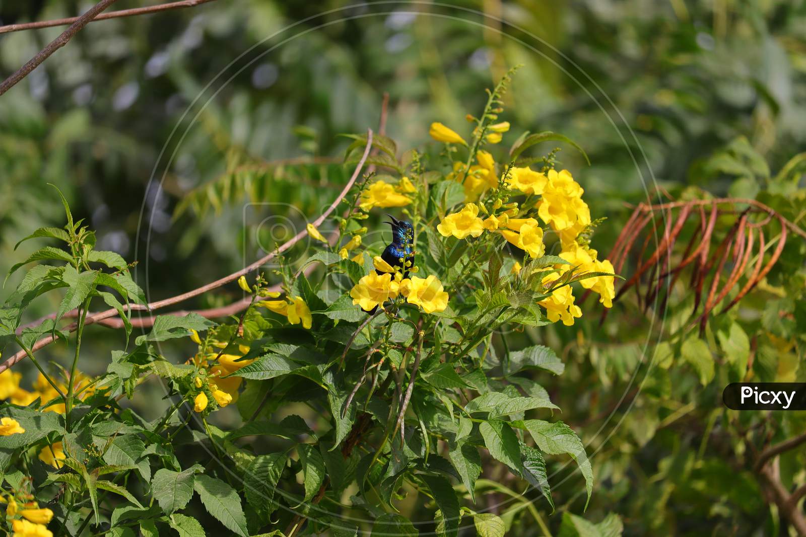 hummingbird  singing songs on branch of yellow flower