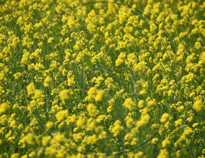 Mustard Flower Field In India
