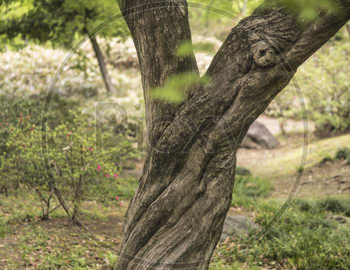 The Y-Shaped Twisted Trunk Of A Maple Tree In The Rikugien Park Garden In Bunkyo District, North Of Tokyo. The Park Was Created At The Beginning Of The 18Th Century.