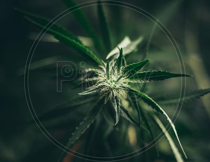 Marijuana Leaves Cannabis Plants A Beautiful Background  Hemp Weed Farming