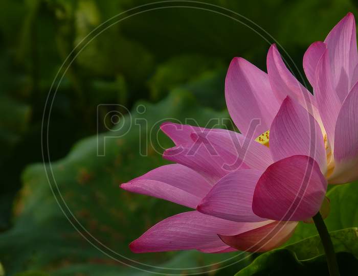 Lotus is an important religious symbol in Hinduism