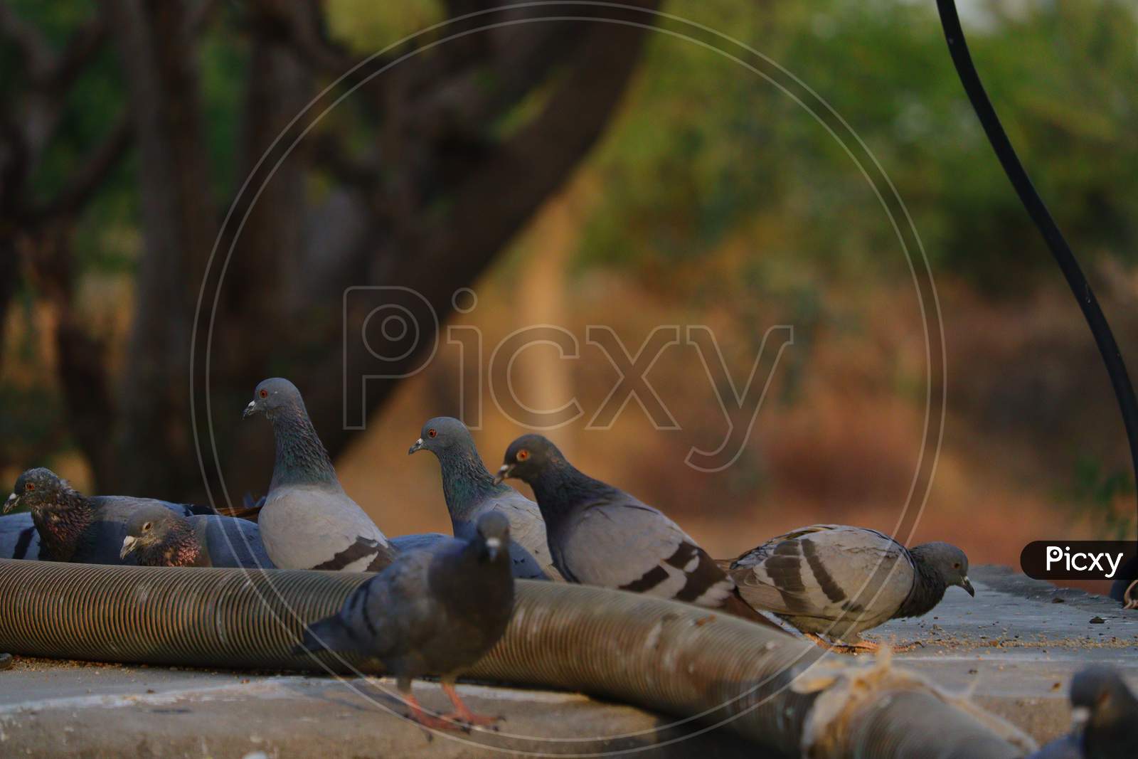 pigeons group close to water pipe