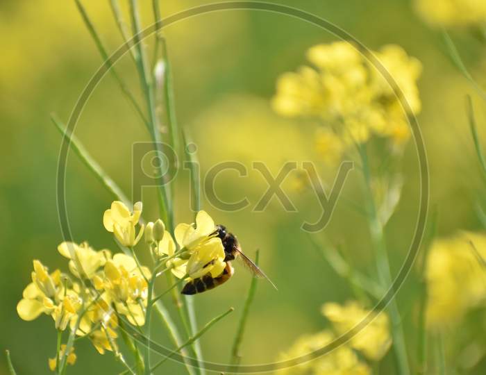 Closeup View Of Mustard Yellow Flowers Blooming In Field With A Bee Sitting On It