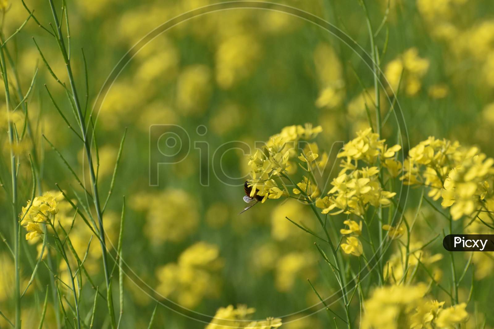 Selective Focus On A Honey Bee From Back, Sitting On Mustard Flower