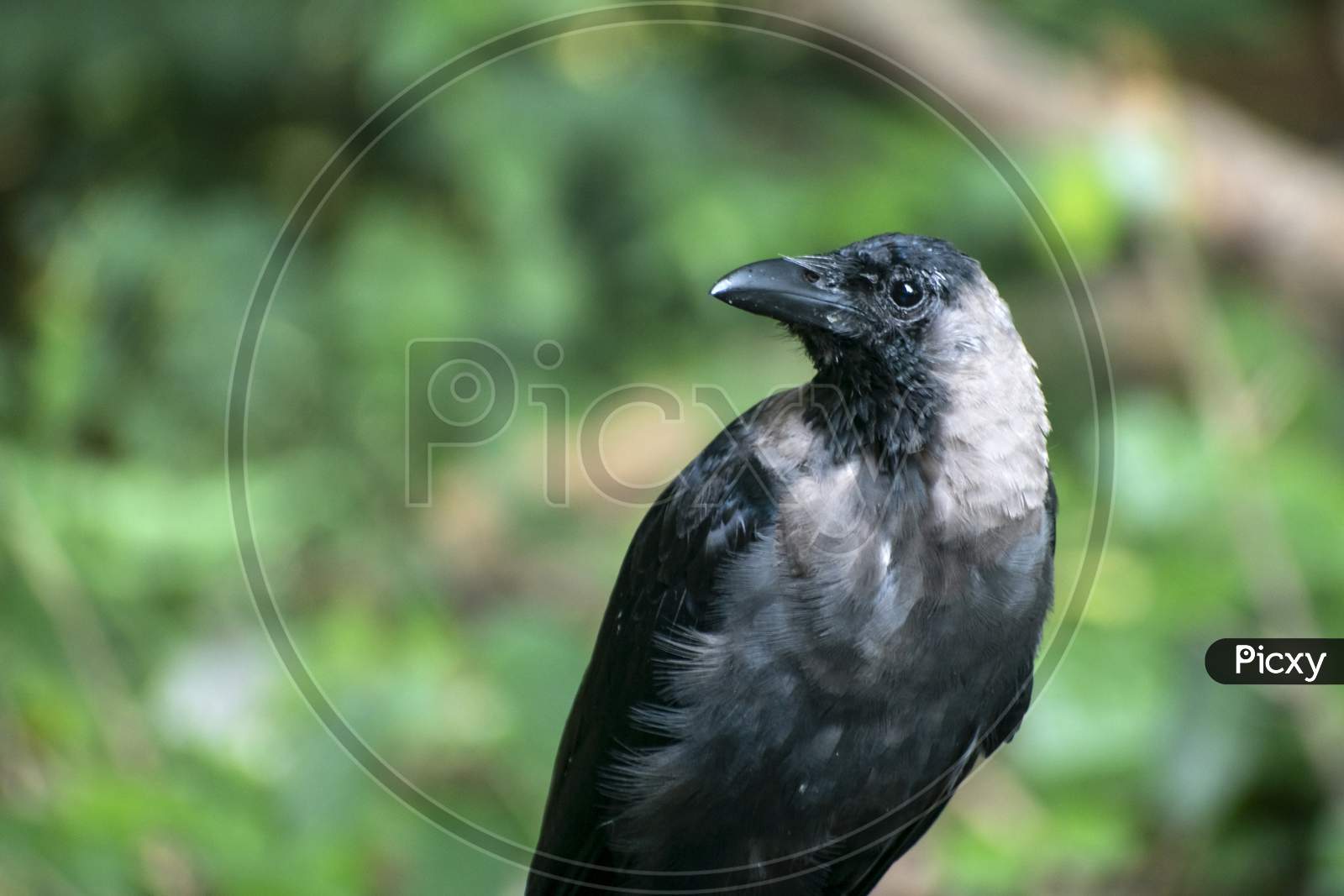 Close-Up Portrait Of A Raven Bird Isolated On Blurred Background. Young Carrion Crow, Corvus Corone Against A Blurred Background