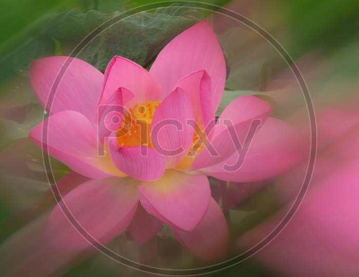 Lotus is an important religious symbol, beautiful, dignified and clean