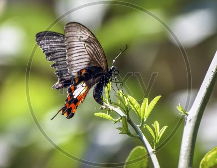 Eastern Tiger Swallowtail Butterflies, Black Butterflies Are Large, Colorful Butterflies In The Family Papilionidae, And Include Over 550 Species. Superfamily: Papilionoidea; Family: Papilionidae