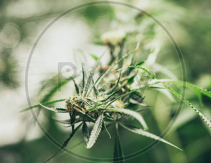 Bush Flowering Herb Hemp With Seeds And Flowers. Concept Breeding Of Marijuana, Cannabis, Legalization.