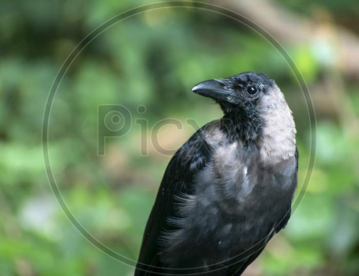 Close-Up Portrait Of A Raven Bird Isolated On Blurred Background. Young Carrion Crow, Corvus Corone Against A Blurred Background