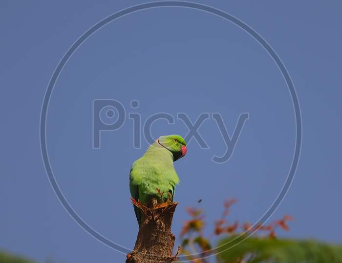 parrot perching on neem trunk