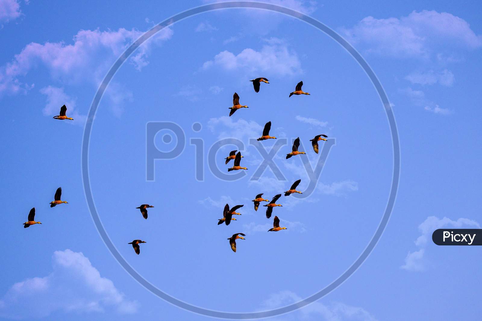 A Swarm Of Birds On The Blue Sky, Clouds, Beauty Of Nature