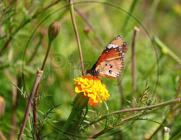monarch butterfly sucking juice from marigold flower