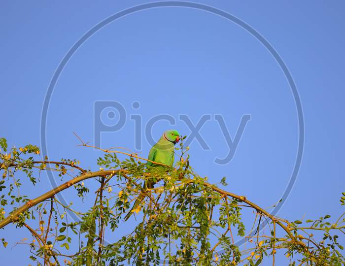 parrot sitting on branch against  sky