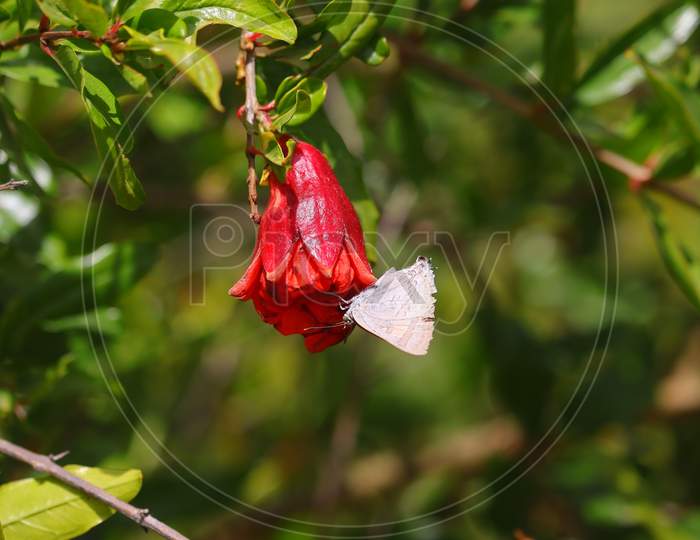 white butterfly sucking juice from red pomegranate flower