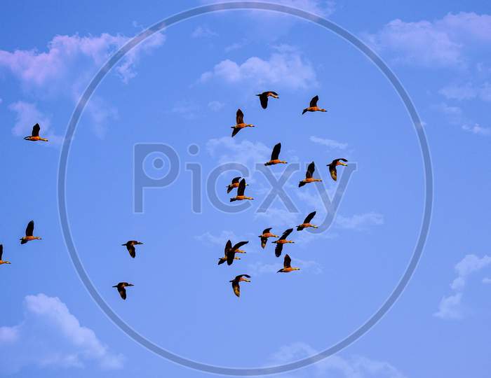 A Swarm Of Birds On The Blue Sky, Clouds, Beauty Of Nature