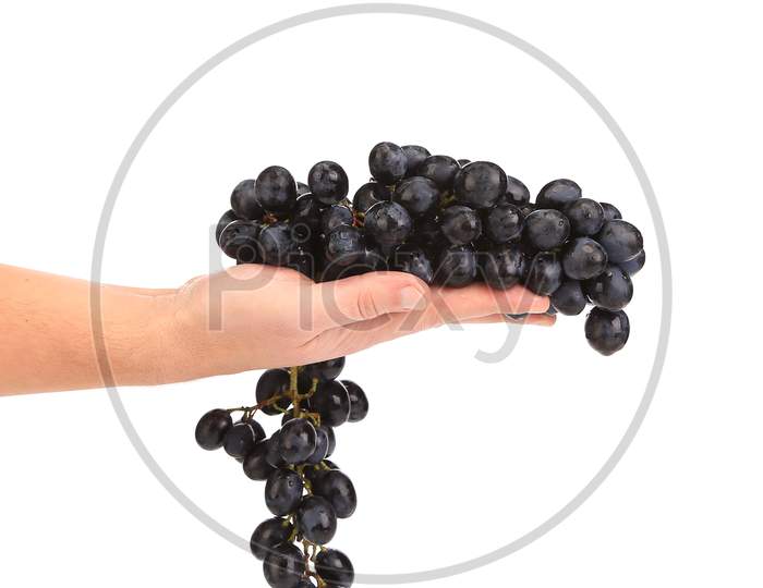 Branch Of Black Ripe Grapes On Hand. Isolated On A White Background.