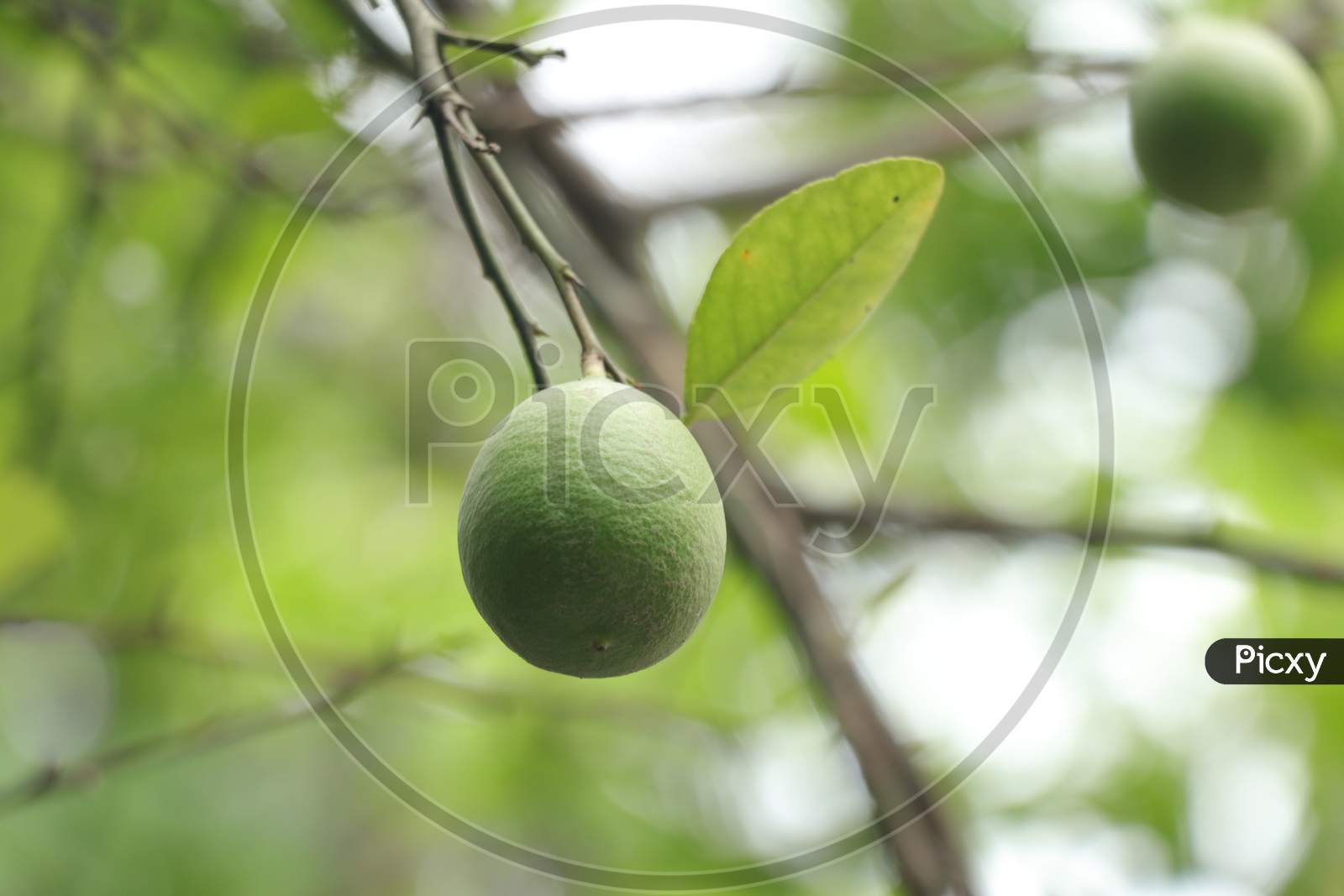 Lemon in tree with leaves and soft background