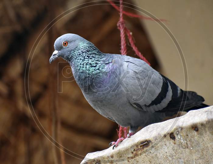 Homing Pigeon (Columba Livia Domestica) Derived From The Rock Pigeon, Selectively Bred For Its Ability To Find Its Way Home Over Extremely Long Distances.
